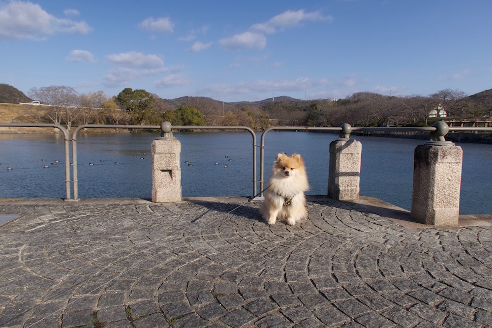 酒津貯水池と愛犬