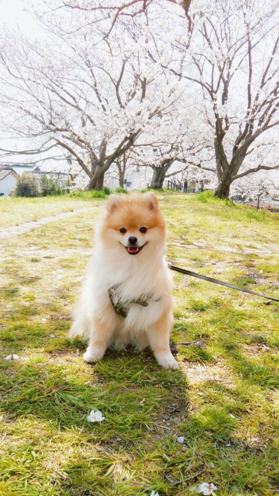 今日の王子