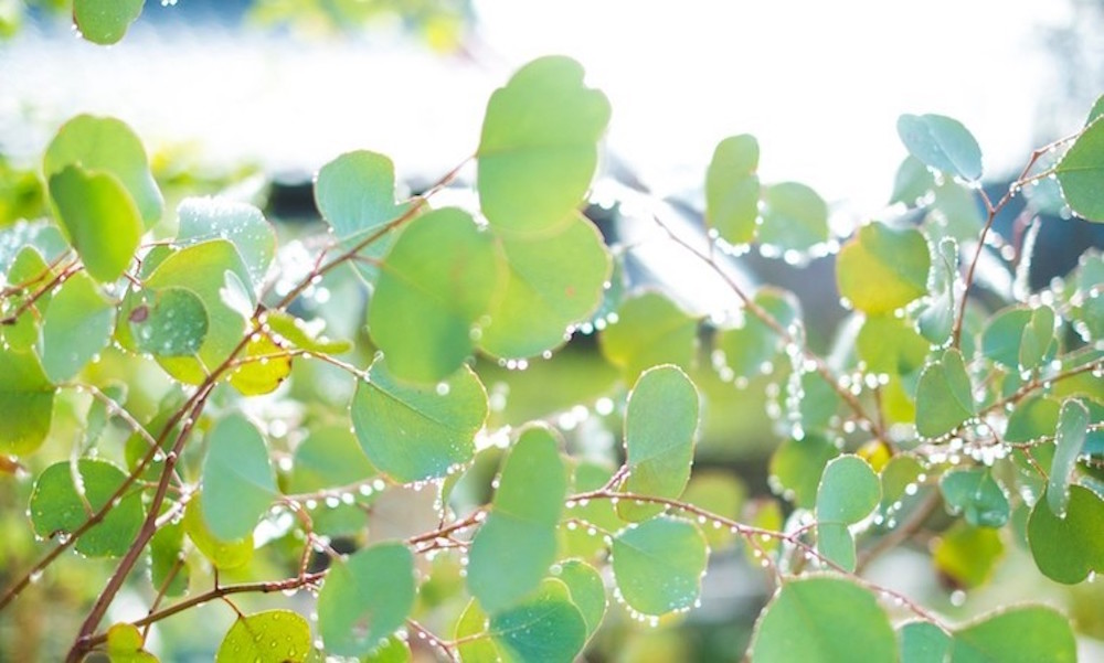 ユーカリの葉