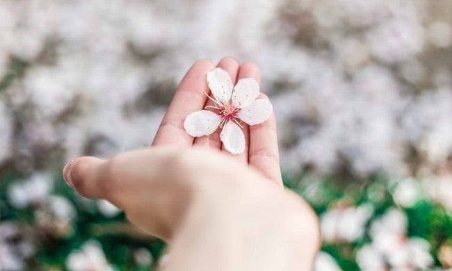 桜の花びら