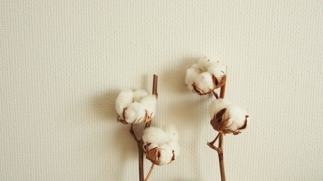 綿花