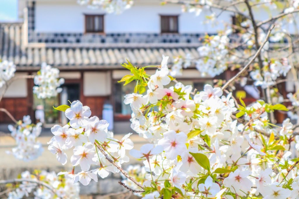 美観地区の桜