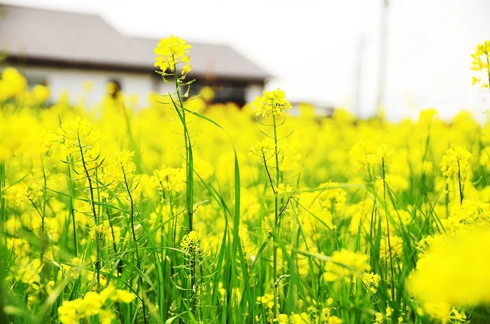 菜の花のイメージ画像