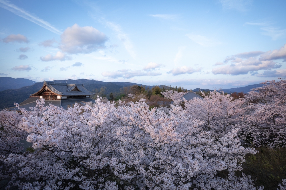 京都の桜
