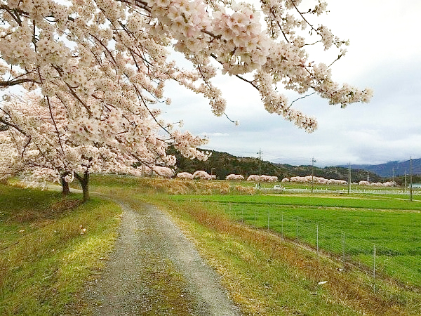 ちゃいさんの故郷である岐阜県大垣市の風景